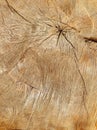 Macro texture of cracks and dents on the cut piece of old oak tree Royalty Free Stock Photo