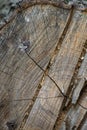 Macro texture of cut and axed tree logs