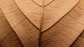 Macro Texture of Dried Brown Autumn Leaf Veins Pattern Royalty Free Stock Photo