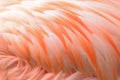 Macro Texture Of Flamingo Bird Feathers
