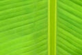 Macro texture of fresh green summer Banana leaf details