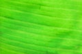 Macro texture of fresh green summer Banana leaf details