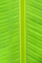 Macro texture of fresh green summer Banana leaf details