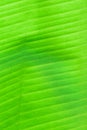 Macro texture of fresh green summer Banana leaf details