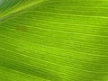 Veining of bright green leaf macro image