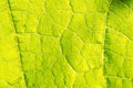 Macro texture of green leaf Royalty Free Stock Photo