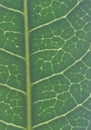 Macro texture of green leaf. Royalty Free Stock Photo