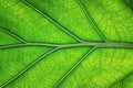 macro texture green leaf, natural structure of the veins on the leaves, nature background Royalty Free Stock Photo