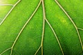 macro texture green leaf, natural structure of the veins on the leaves, nature background Royalty Free Stock Photo