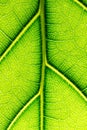 Macro texture of green leaf Royalty Free Stock Photo
