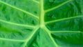 Macro texture green leaf tropical forest plant Royalty Free Stock Photo