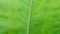 Macro texture green leaf tropical forest plant Royalty Free Stock Photo