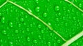 Macro texture of green leaf with water drops Generated Image Royalty Free Stock Photo