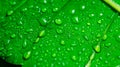 Macro texture of green leaf with water drops Generated Image Royalty Free Stock Photo