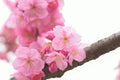 Macro texture of Japanese Pink Cherry Blossoms Royalty Free Stock Photo