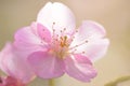 Macro texture of Japanese Pink Cherry Blossoms in sunshine Royalty Free Stock Photo