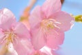 Macro texture of Japanese Pink Cherry Blossoms in sunshine Royalty Free Stock Photo