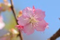 Macro texture of Japanese Pink Cherry Blossoms in sunshine Royalty Free Stock Photo