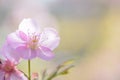 Macro texture of Japanese Pink Cherry Blossoms in sunshine Royalty Free Stock Photo