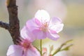 Macro texture of Japanese Pink Cherry Blossoms in sunshine Royalty Free Stock Photo