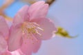 Macro texture of Japanese Pink Cherry Blossoms in sunshine Royalty Free Stock Photo