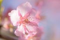 Macro texture of Japanese Pink Cherry Blossoms in sunshine Royalty Free Stock Photo