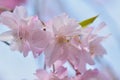 Macro texture of Japanese Pink Weeping Cherry Blossoms Royalty Free Stock Photo