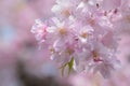 Macro texture of Japanese Pink Weeping Cherry Blossoms Royalty Free Stock Photo