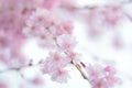 Macro texture of Japanese Pink Weeping Cherry Blossoms Royalty Free Stock Photo
