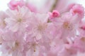 Macro texture of Japanese Pink Weeping Cherry Blossoms Royalty Free Stock Photo