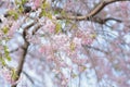 Macro texture of Japanese Pink Weeping Cherry Blossoms Royalty Free Stock Photo