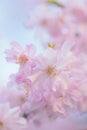 Macro texture of Japanese Pink Weeping Cherry Blossoms Royalty Free Stock Photo