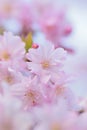 Macro texture of Japanese Pink Weeping Cherry Blossoms Royalty Free Stock Photo