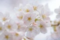 Macro texture of Japanese White Shomei Yoshino Cherry Blossoms Royalty Free Stock Photo