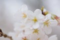 Macro texture of Japanese White Shomei Yoshino Cherry Blossoms Royalty Free Stock Photo