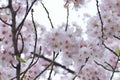 Macro texture of Japanese White Shomei Yoshino Cherry Blossoms Royalty Free Stock Photo