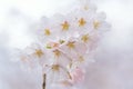 Macro texture of Japanese White Shomei Yoshino Cherry Blossoms Royalty Free Stock Photo