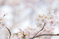 Macro texture of Japanese White Shomei Yoshino Cherry Blossoms Royalty Free Stock Photo