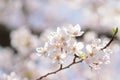 Macro texture of Japanese White Shomei Yoshino Cherry Blossoms Royalty Free Stock Photo