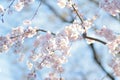 Macro texture of Japanese White Shomei Yoshino Cherry Blossoms Royalty Free Stock Photo