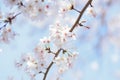 Macro texture of Japanese White Shomei Yoshino Cherry Blossoms Royalty Free Stock Photo