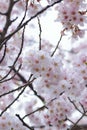 Macro texture of Japanese White Shomei Yoshino Cherry Blossoms Royalty Free Stock Photo