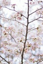 Macro texture of Japanese White Shomei Yoshino Cherry Blossoms Royalty Free Stock Photo