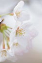 Macro texture of Japanese White Shomei Yoshino Cherry Blossoms Royalty Free Stock Photo