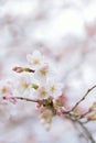 Macro texture of Japanese White Shomei Yoshino Cherry Blossoms Royalty Free Stock Photo