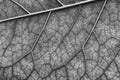 Macro texture of leaf, black and white photo Royalty Free Stock Photo