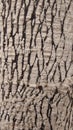 Macro texture of natural tree bark with unique grainy patterns, Royalty Free Stock Photo