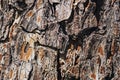 Macro texture of old pine bark Royalty Free Stock Photo