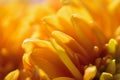 Macro texture of orange colored Dahlia flower petals Royalty Free Stock Photo