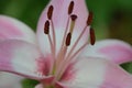 Macro texture of pink colored Burgundy Lily in horizontal frame Royalty Free Stock Photo